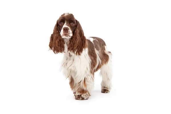 Cocker spaniel pies stojący — Zdjęcie stockowe