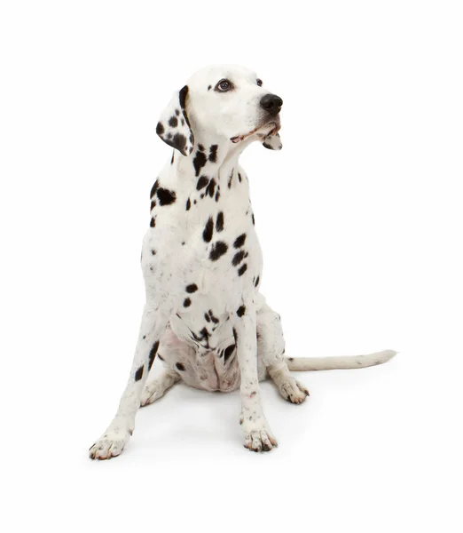 Dalmatiner Hund sitzt schön — Stockfoto