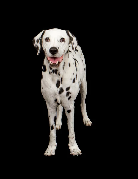 Dalmatin pes stojící — Stock fotografie