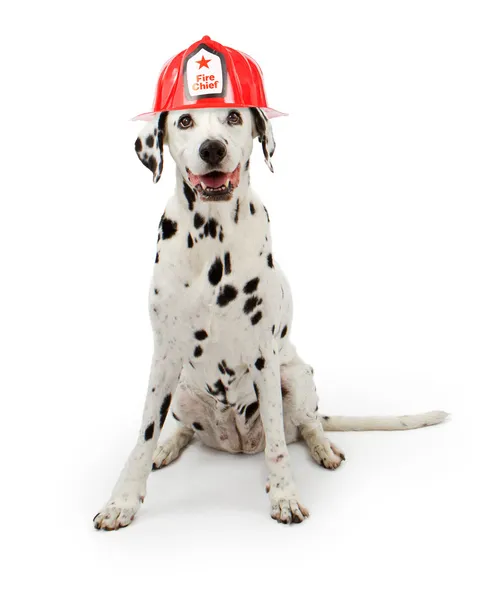 Pies Dalmacji w kapeluszu czerwonym strażak — Zdjęcie stockowe