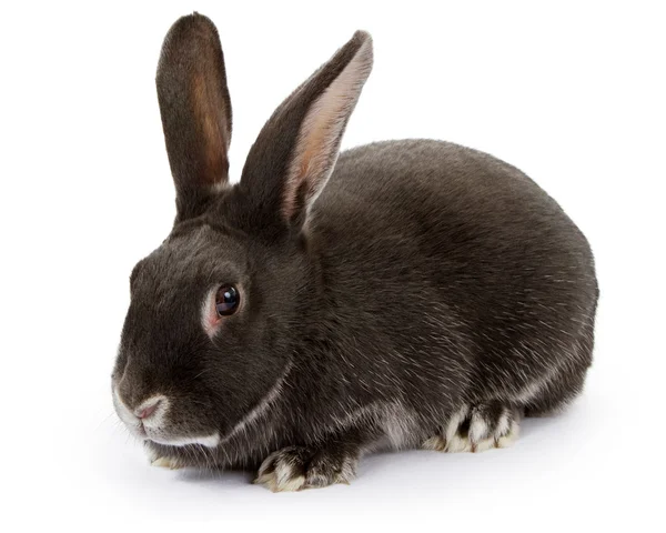 흰색 절연 어둠 색된 토끼 — 스톡 사진