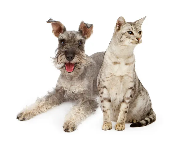 stock image Dog and Cat Sitting Together