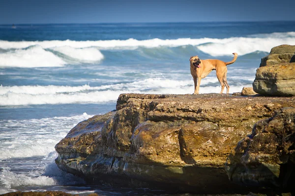 stock image Dog on a rock on the beach