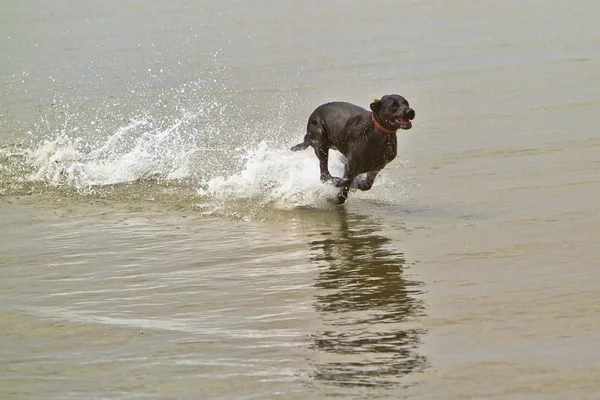 Svart hund kör snabbt i havet vatten — Stockfoto