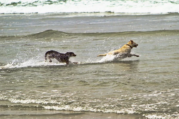 Двоє собак біжать у воді океану — стокове фото