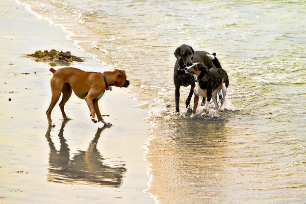 Tři psi setkání na pláži — Stock fotografie