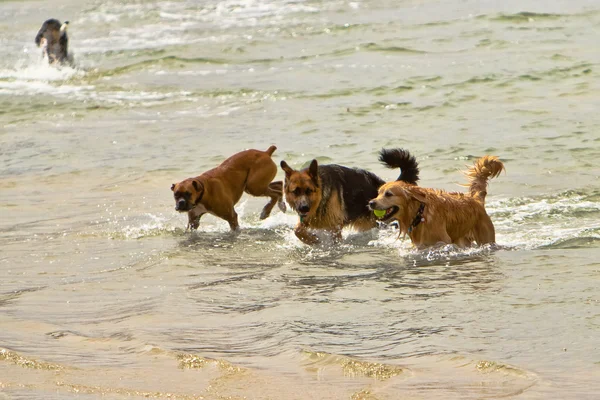Tre hundar plätering i ocean vatten — Stockfoto