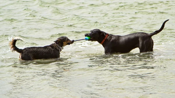 Dos perros jugando tira y afloja en el océano — Foto de Stock
