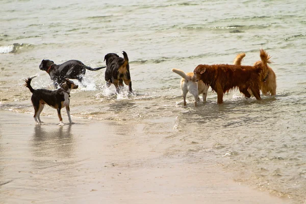 Seis cães de raças diferentes brincando no oceano — Fotografia de Stock