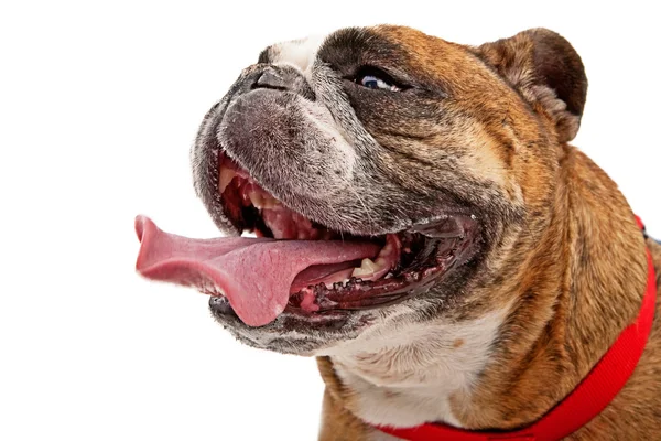 Englische Bulldogge mit herausgestreckter Zunge — Stockfoto