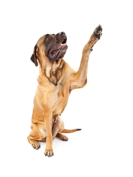 Anglická doga pes vysoké pět — Stock fotografie
