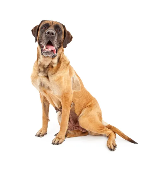 Tıbbi müdahale ile İngiliz mastiff köpek — Stok fotoğraf
