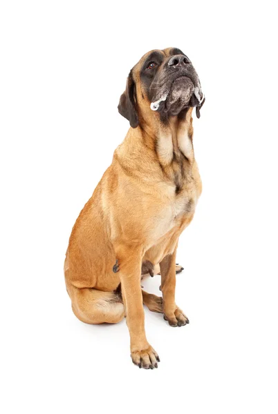 İngiliz mastiff köpek slobbering — Stok fotoğraf