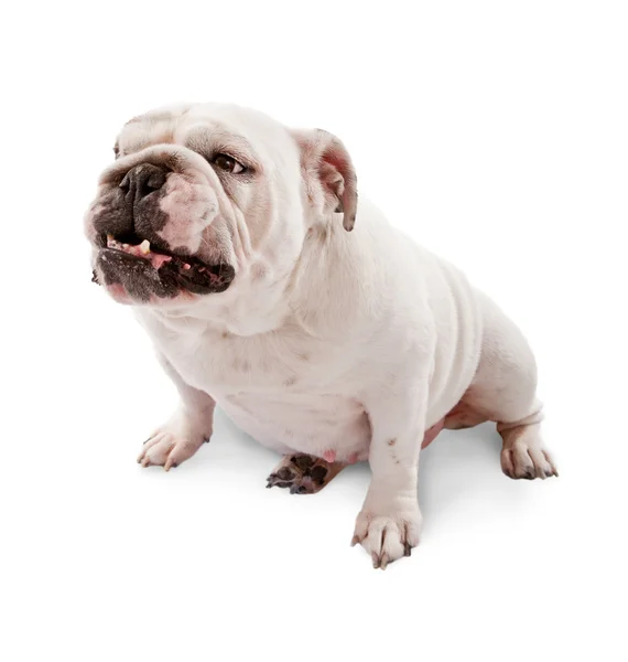 Bulldog inglese ringhiando — Foto Stock