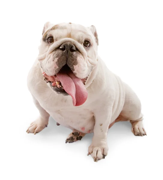 Beyaz zemin üzerinde İngilizce bulldog — Stok fotoğraf