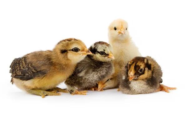 Fünf Baby-Hühner isoliert auf weiß — Stockfoto