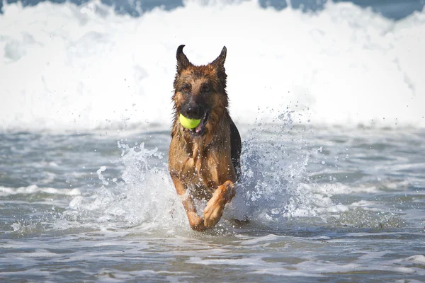 Pastor alemán Dog i Ocean —  Fotos de Stock
