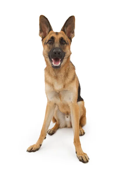Owczarek niemiecki pies siedzi — Zdjęcie stockowe