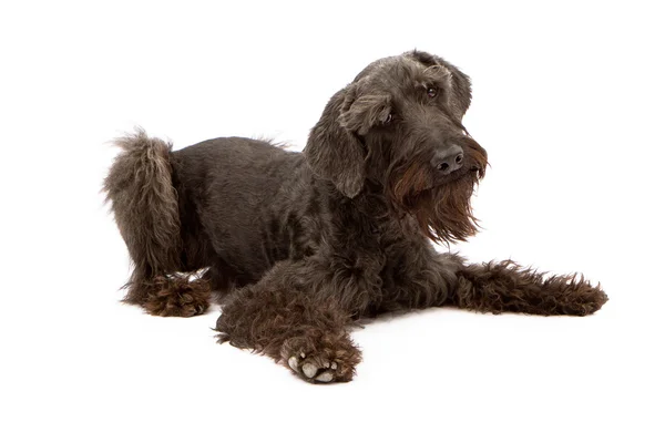 Sznaucer olbrzym czarny pies ustanawiające — Zdjęcie stockowe
