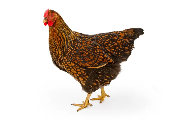Ouro amarrado Wyandotte galinha isolada em branco — Fotografia de Stock