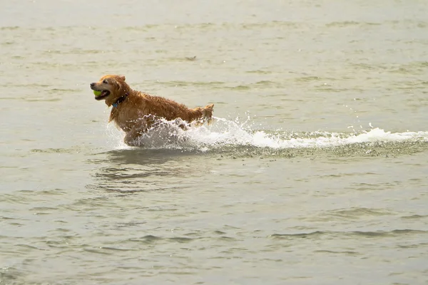 Golden Retriever Dog Fetching in Water — Stock Photo, Image