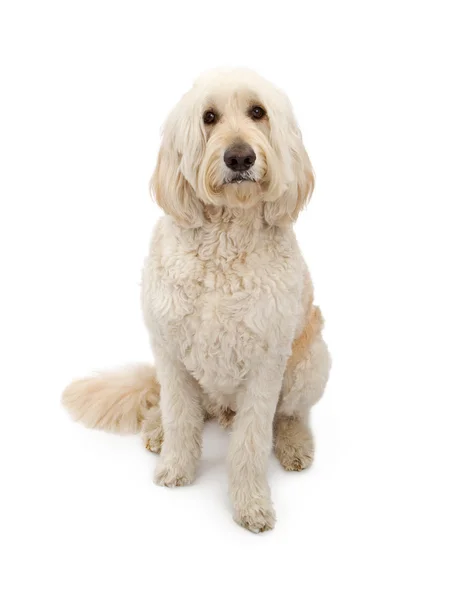 Zlaté doodle pes seděl na bílým základy — Stock fotografie