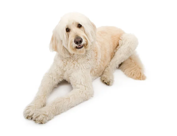 Meruňková barva zlatá doodle pes — Stock fotografie