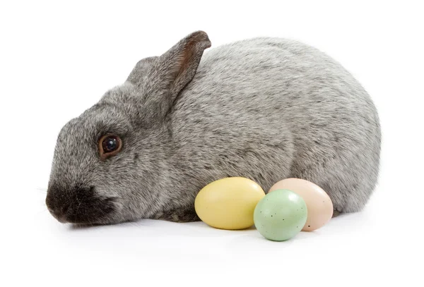 Conejo gris aislado en blanco con huevos de Pascua — Foto de Stock