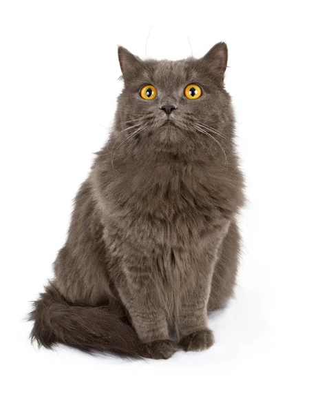Grå katt med gule øyne isolert på hvite – stockfoto