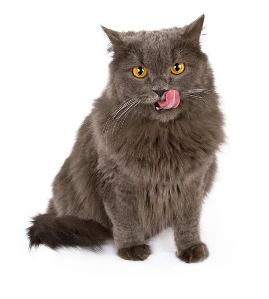 Gatto grigio con lingua fuori isolato su bianco — Foto Stock