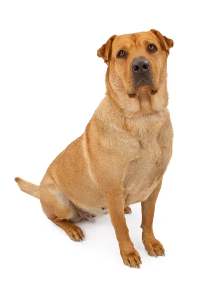 Akita and Shar-Pei Mix Dog Stock Picture