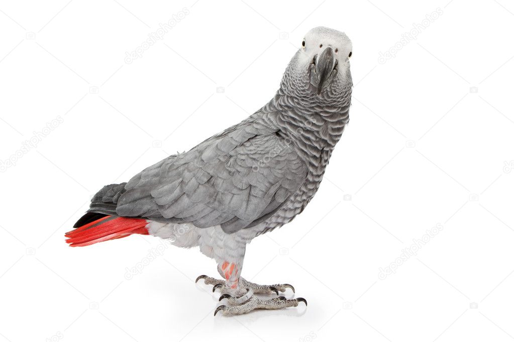 African Grey Parrot Isolated on White