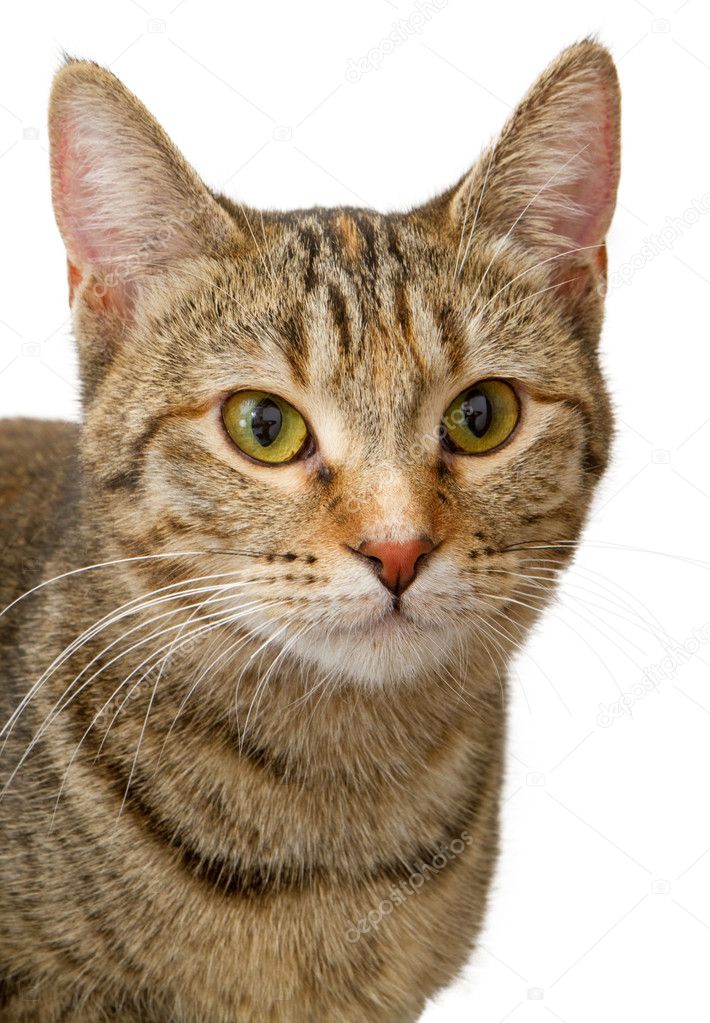 Closeup of a young tabby cat isolated on white Stock Photo by ...