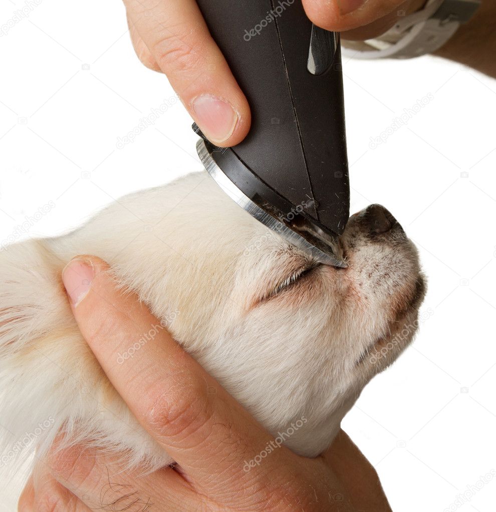 Grooming a White Chihuahua