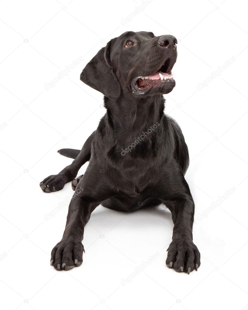 one year old black lab