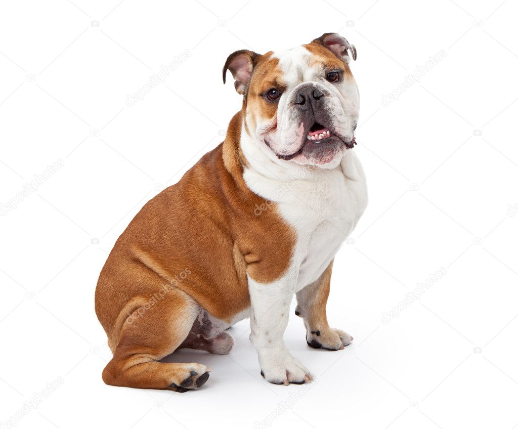 Bulldog sitting | English Bulldog Sitting — Stock Photo ...