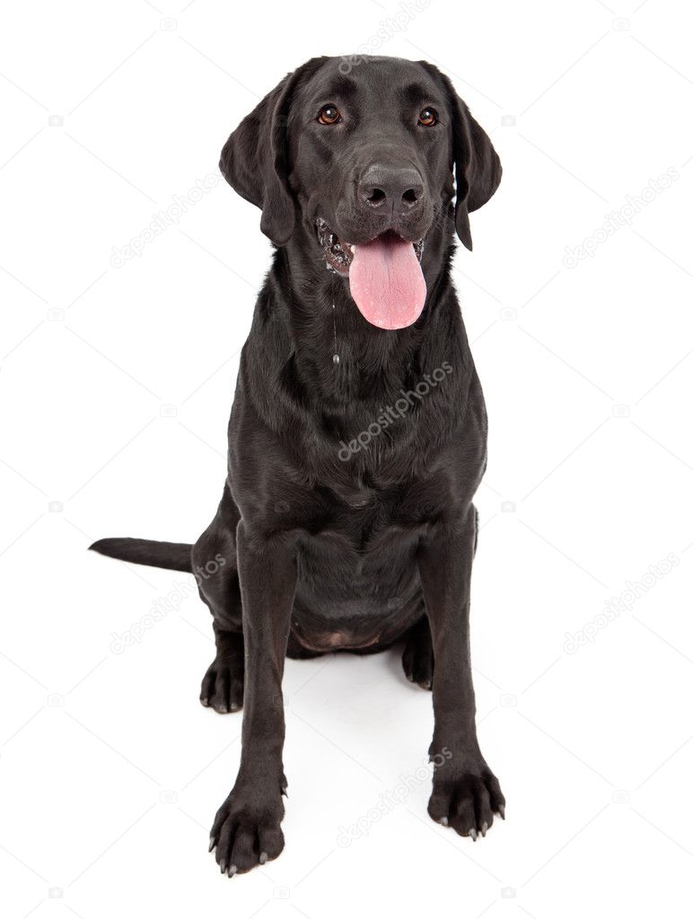 Black Labrador Retriever Dog Drooling