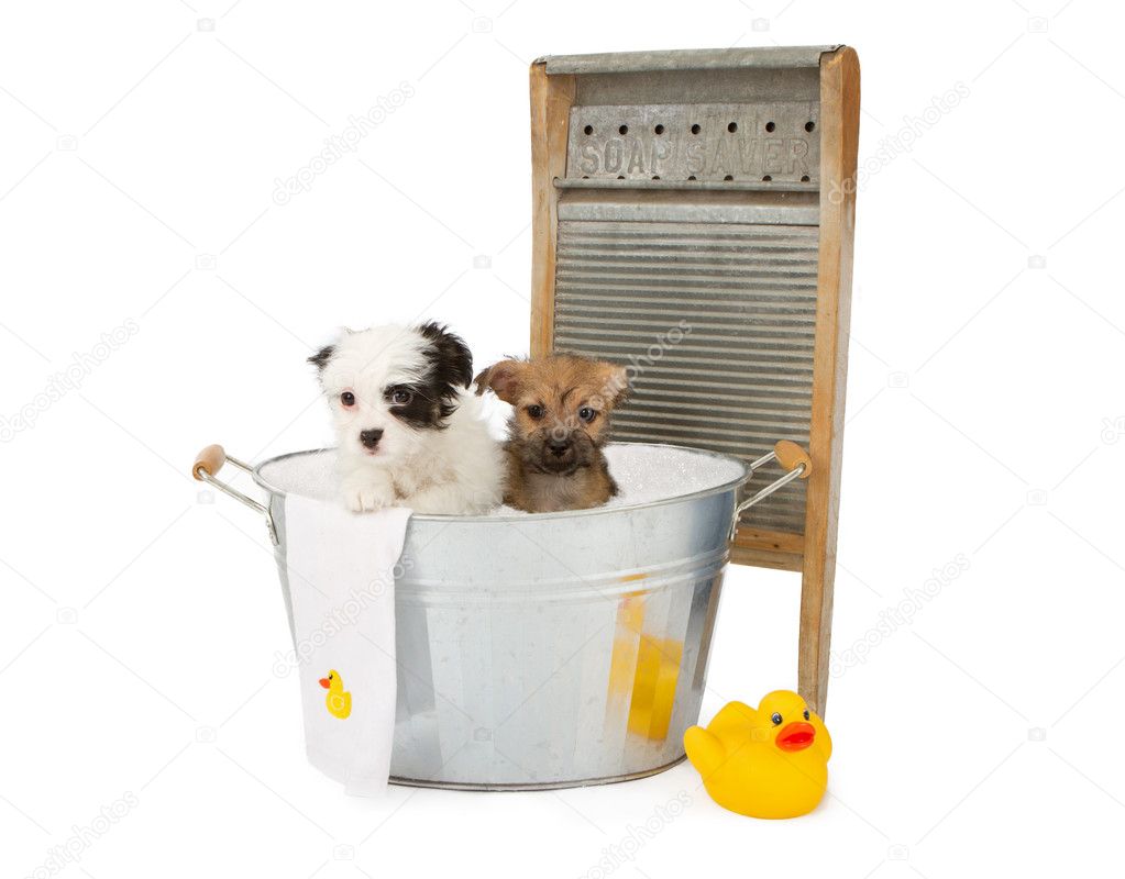 Two puppies taking a bath