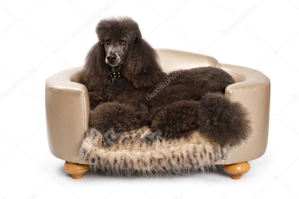Black Standard Poodle dog on Luxury Bed