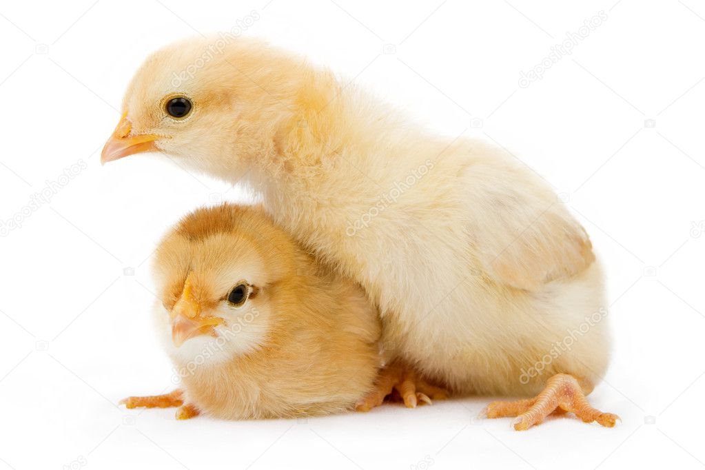 Two baby yellow chickens isolated on white