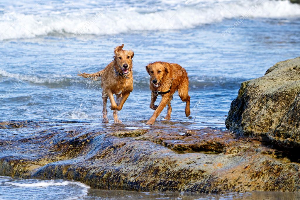 Two Golden Retriever Dogs Running on Beach Rocks Stock Photo by ...