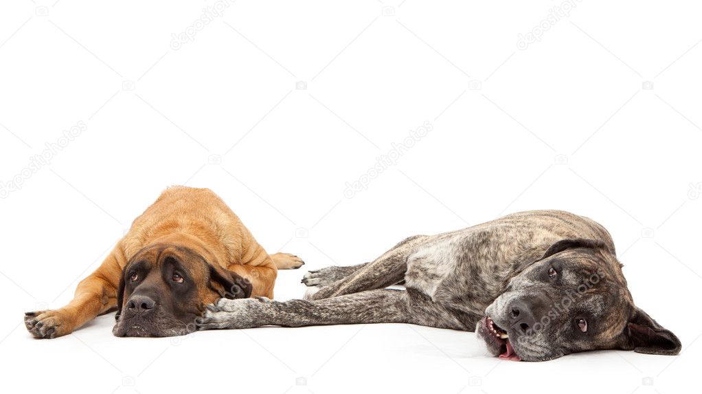 Two Mastiff Dogs Laying Together
