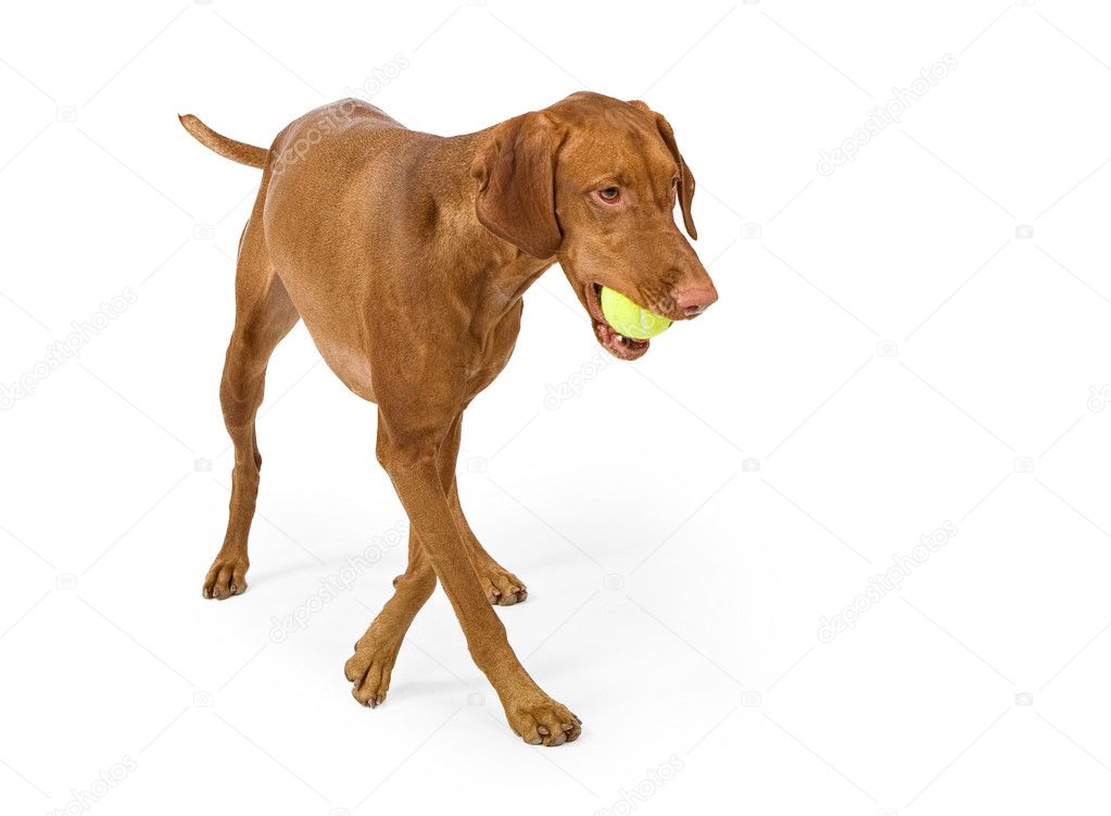 Vizsla Dog with Tennis Ball
