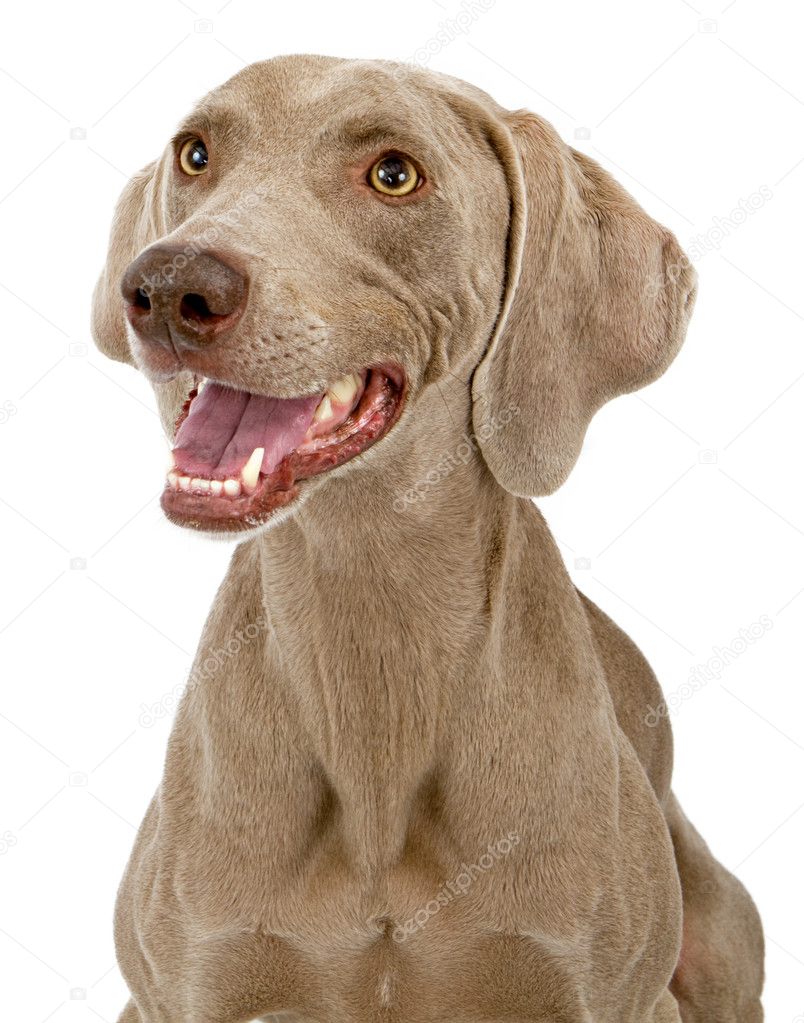 Weimaraner Dog Closeup