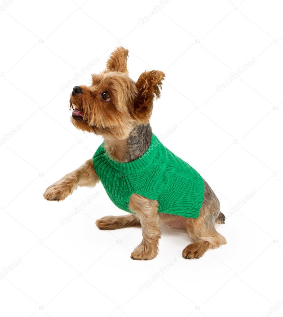 A Young Yorkshire Terrier Extending His Paw