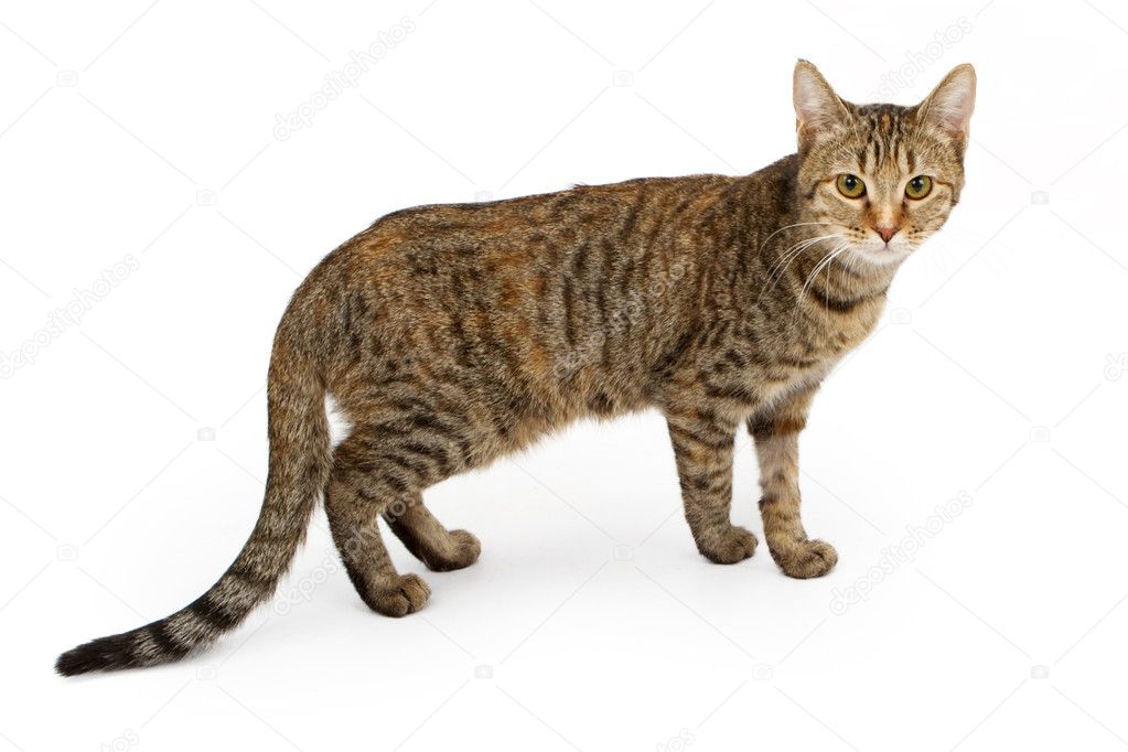 Tabby cat standing up and isolated on white — Stock Photo