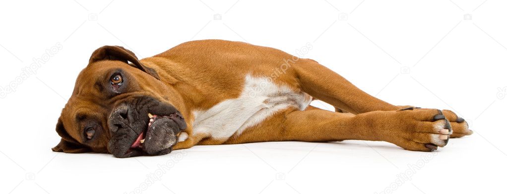 dog laying down on its side