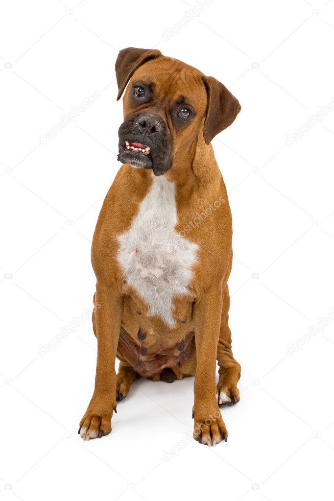 Boxer Dog with overbite