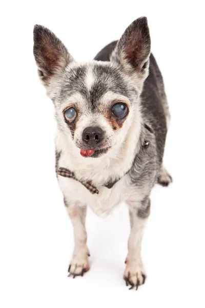 Gamle blinde Chihuahua Hund – stockfoto