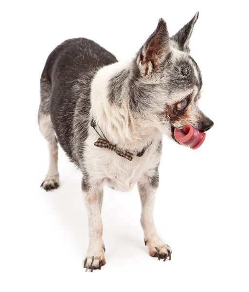 Divertido viejo chihuahua perro con lengua fuera — Foto de Stock